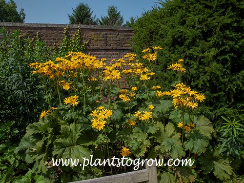 Palm Leaf Ligularia (Ligularia x palmatiloba) 
early July
